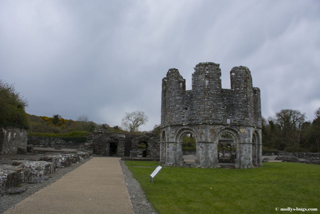 mellifont-abbey-1