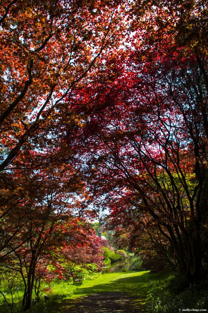 mount-usher-gardens