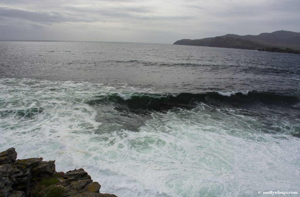 muckross-head-8