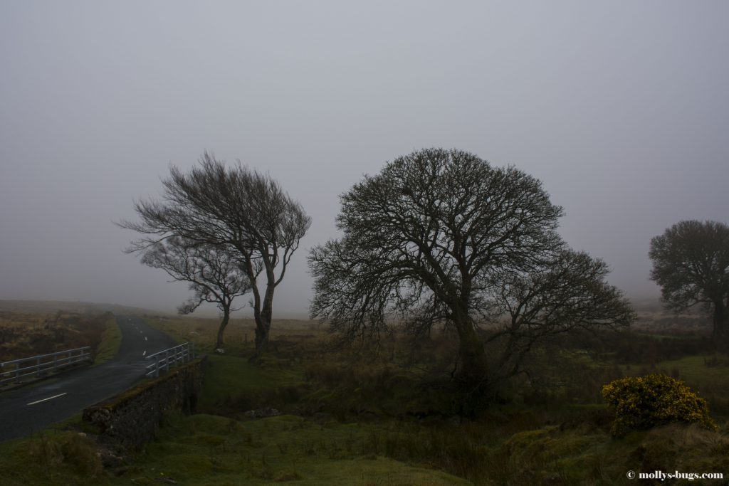 wicklow-mountains