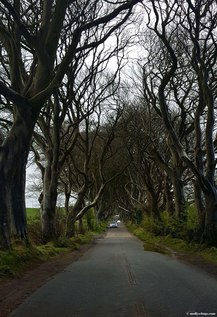 Dark_hedges_Ireland_1