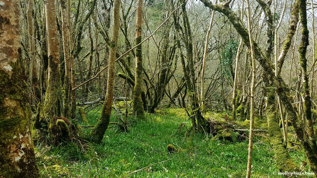 Marble_arch_caves_ireland_6