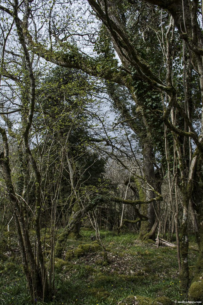 Marble_arch_caves_ireland_8