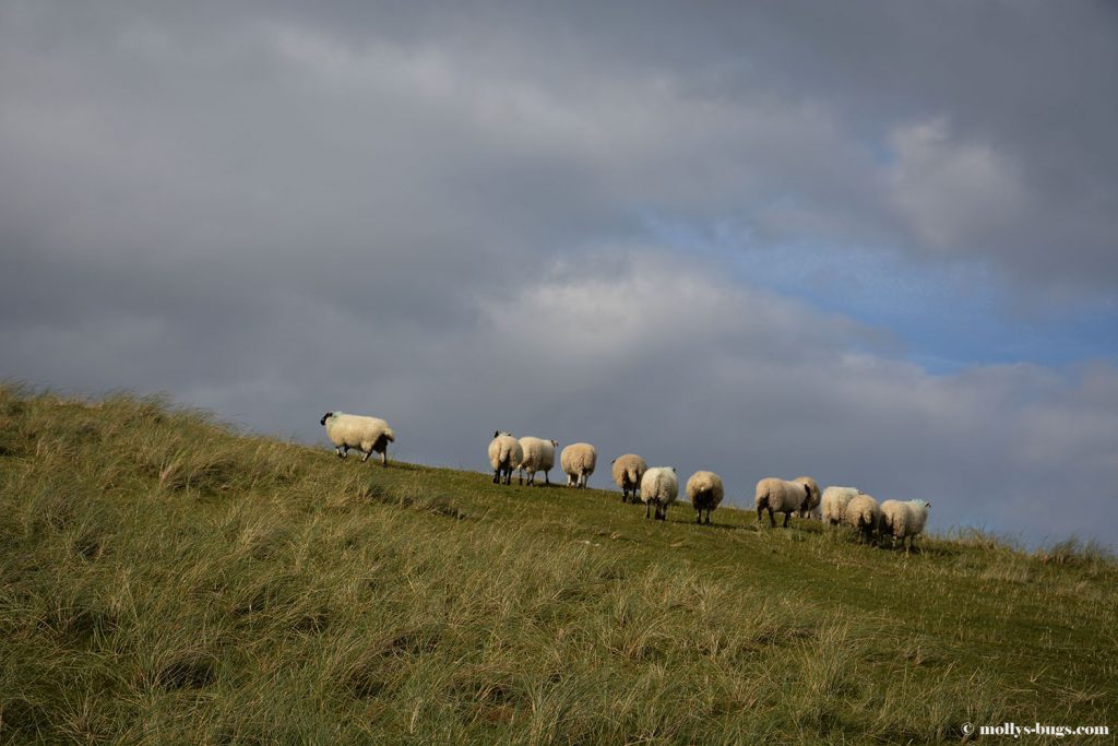harris-sheeps